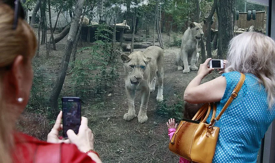 Зоопаркът в Тбилиси отново отвори врати