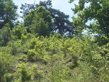 Чужденци прегръщат магнетичен бор за лек