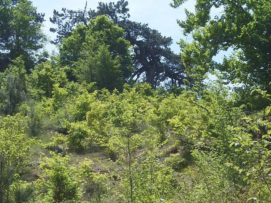 Чужденци прегръщат магнетичен бор за лек