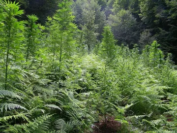 Гранични полицаи откриха над два и половина тона канабис