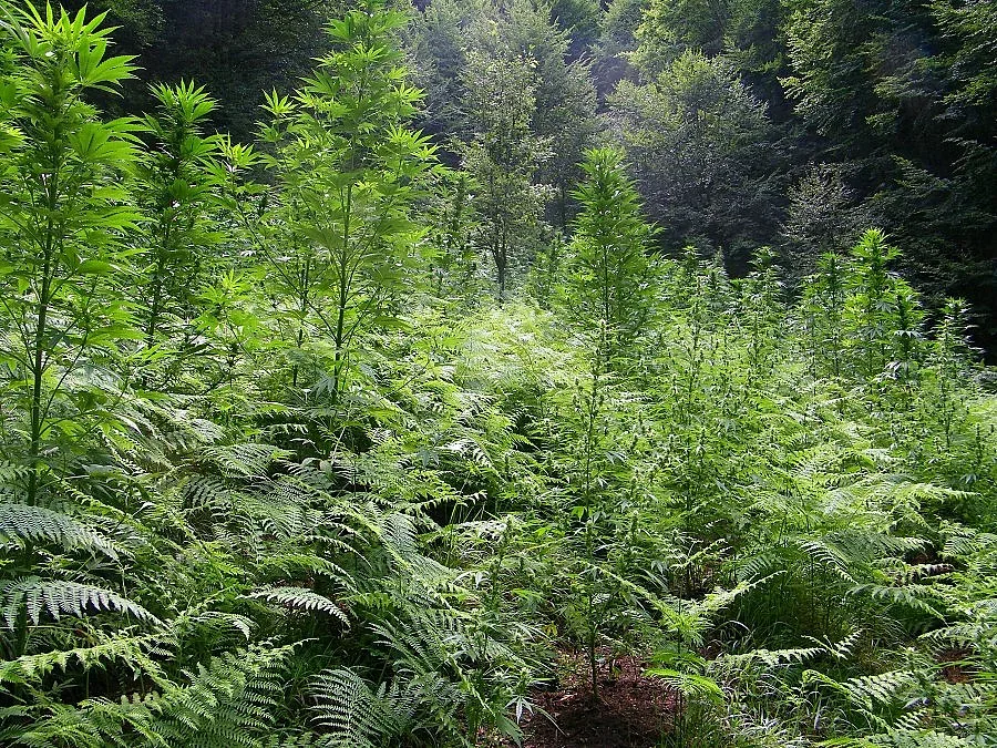 Гранични полицаи откриха над два и половина тона канабис