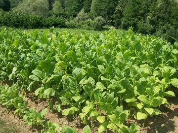 Проблемите в производството на тютюн обсъждат в Гърция