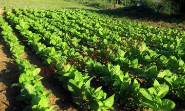 Забраниха паша в тютюневи ниви заради химикали