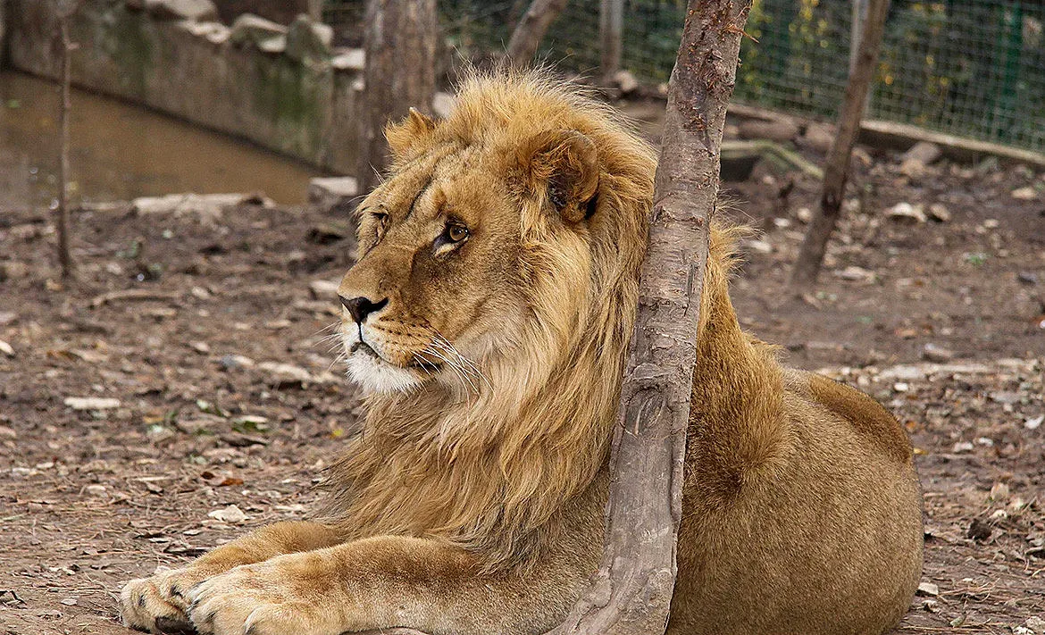 Зоопарк Стара Загора се раздели с дългогодишния си и обичан от всички обитател – лъва Симбанажи