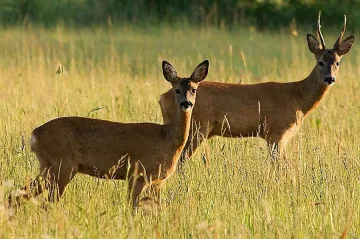 Разрешават лова на сърна