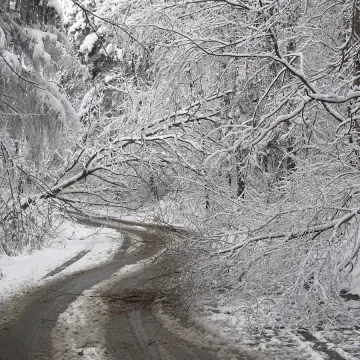 Разчистват горските пътища от дървесна маса, клони и дънери в Кърджалийско 