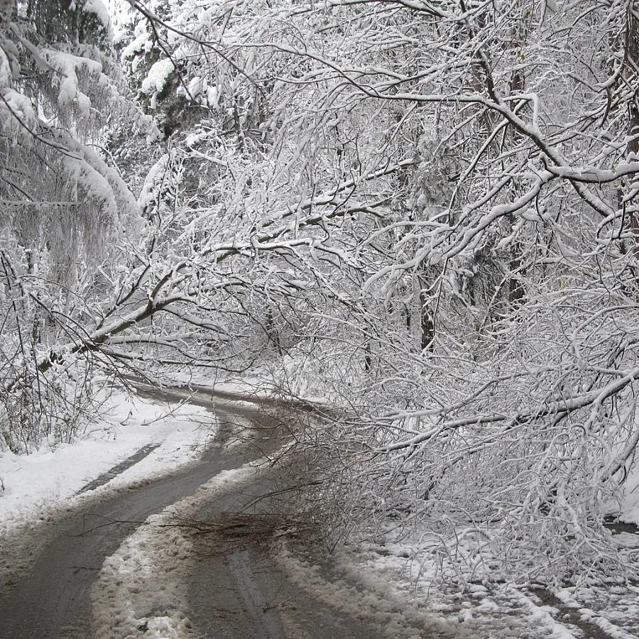 Разчистват горските пътища от дървесна маса, клони и дънери в Кърджалийско 