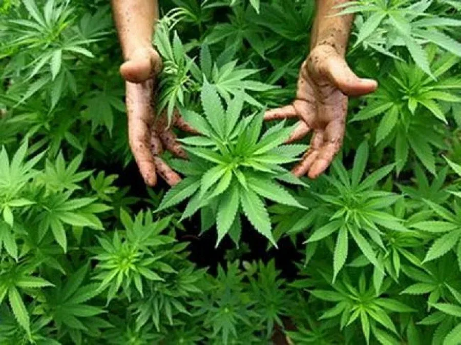 Половин тон марихуана откриха в празна къща