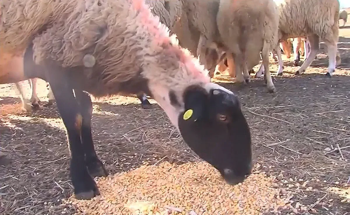 Животновъдите не мирясват, но голяма опасност надвисна над България