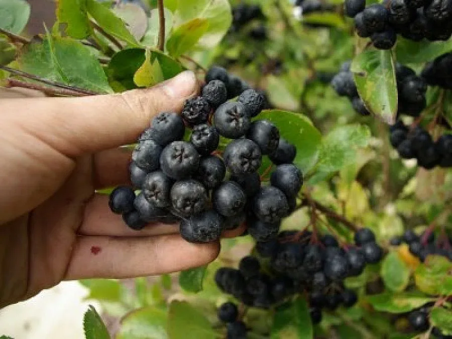 Вино от арония проби в Германия