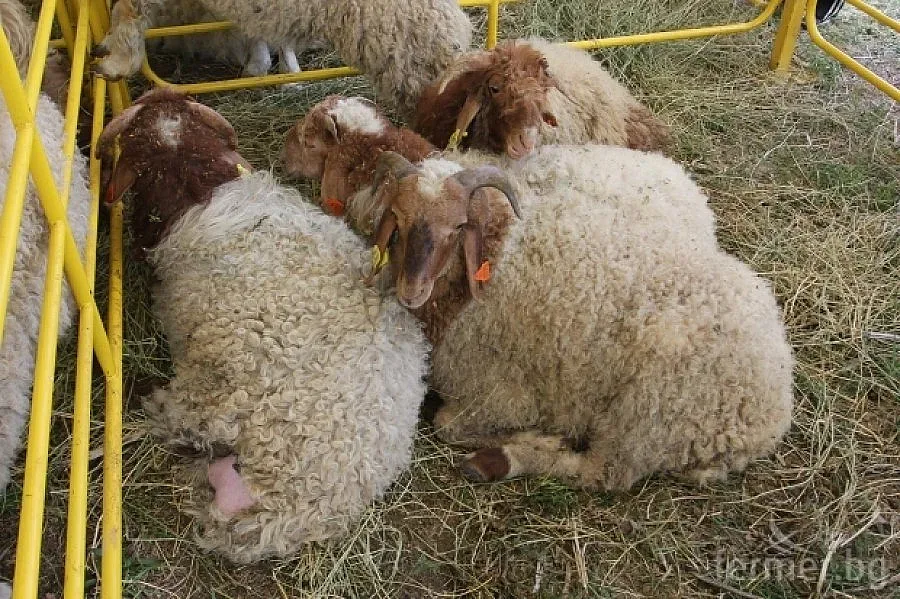 12 фeрми се обединяват за доставка на агнешко месо в Катар