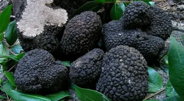 Свиха трюфели за 25 бона  