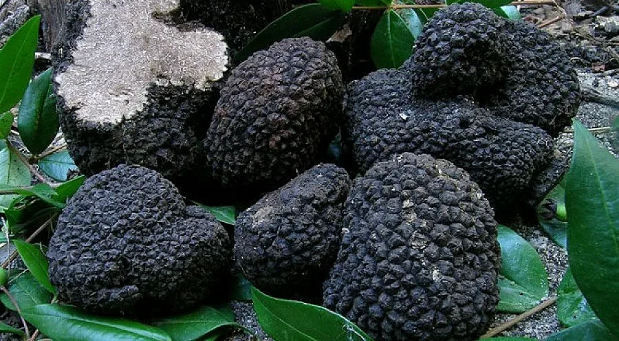 Свиха трюфели за 25 бона