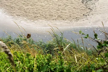 До 69 пъти повече Ешерихия коли от нормата в Лозенец през август 