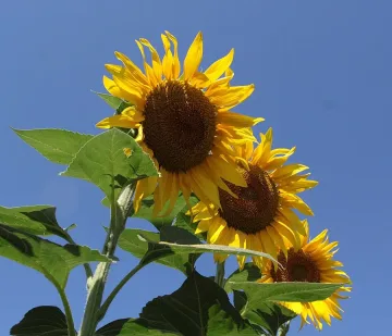 Опасни горещини и днес