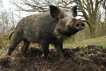Село гони глигани с тумба-лумба и пиратки