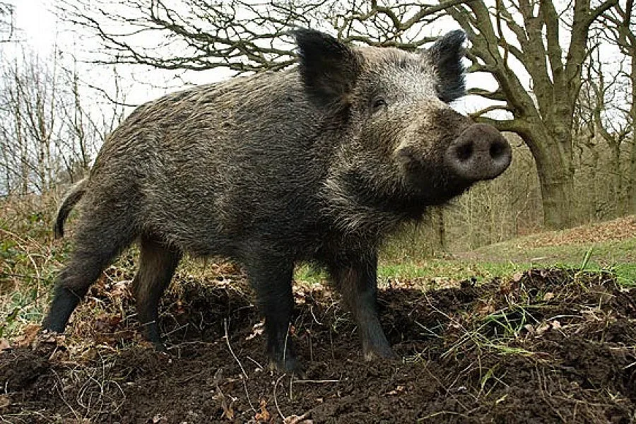 Село гони глигани с тумба-лумба и пиратки