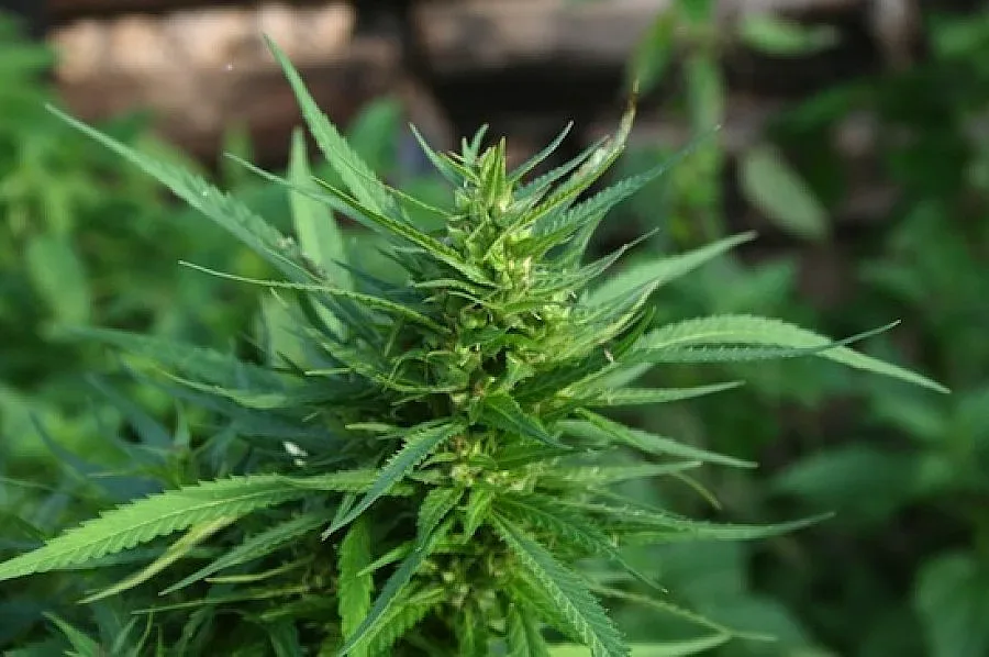 Полицаи и граничари изгориха над 2 тона канабис