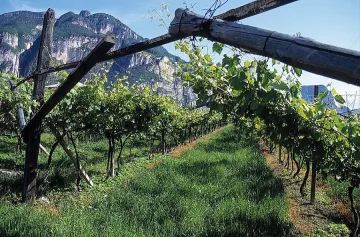 Ловци пазят лозята в село Враня