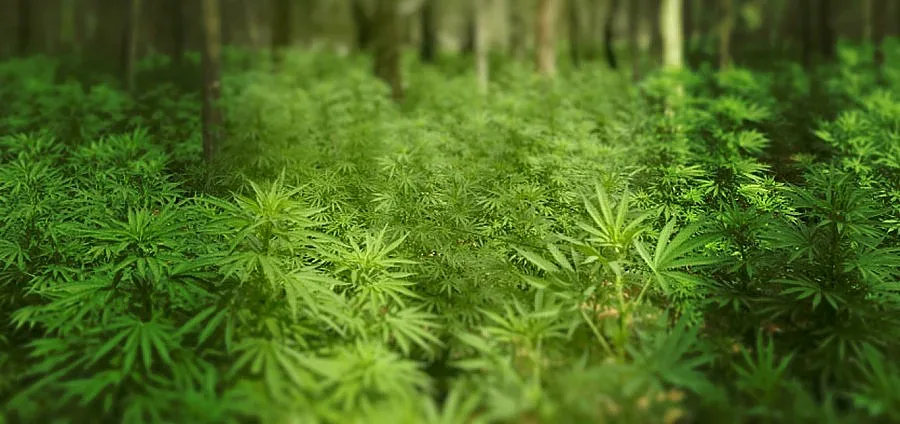 Близо половин тон канабис ожънаха в планина Беласица