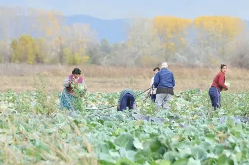 140 еднодневни договора за краткотрайна сезонна работа са сключени в Кърджалийско 