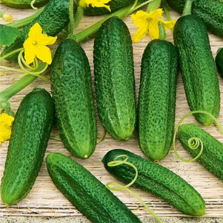 Опашка за корнишони в село Баничан