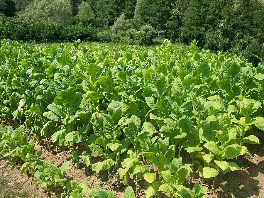 Обещават до 7,50 лв.  за килограм тютюн