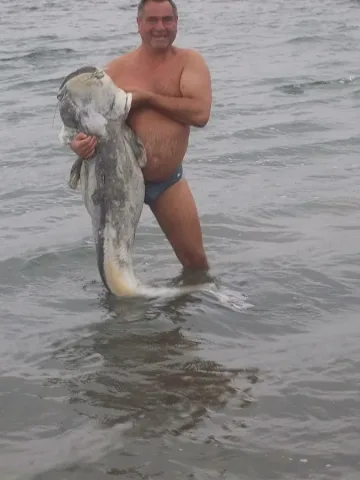 Дунав довлече  огромен мъртъв сом