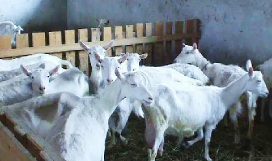 Погват уличните търговци на мляко заради бруцелозата