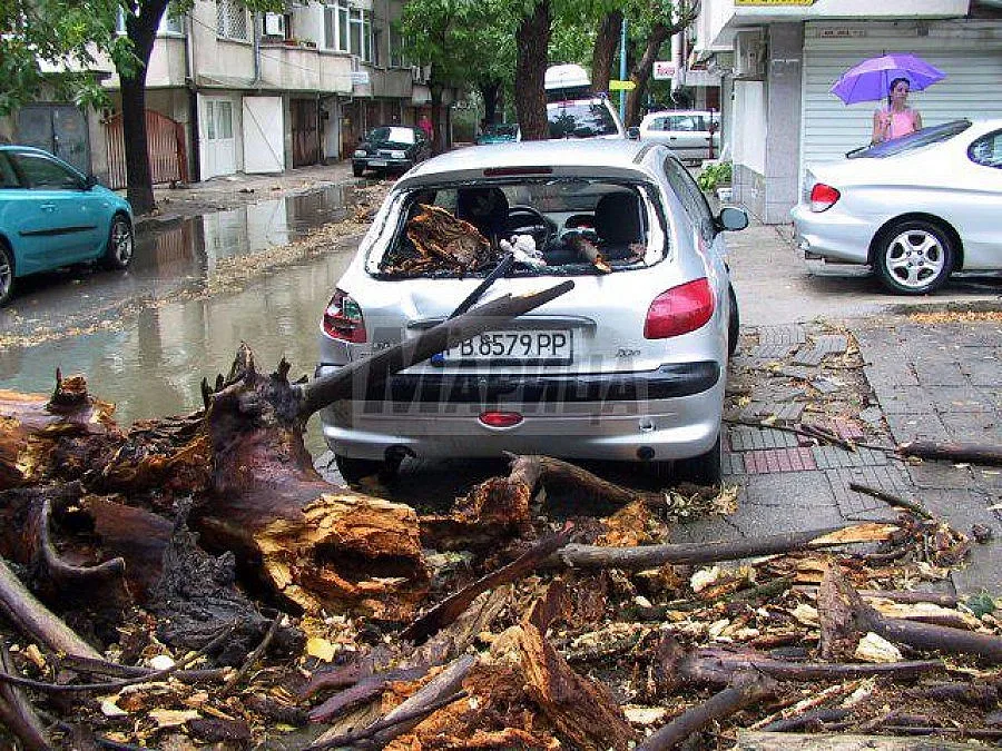 Огромно дърво смаза колата на момиче в Пловдив