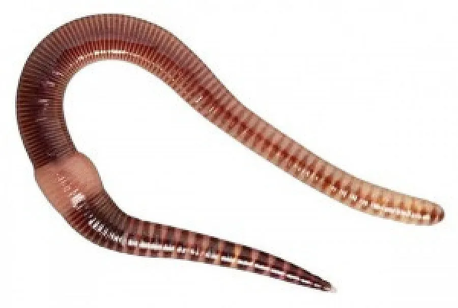 Червеи в питейната вода ужасиха  Ребърково