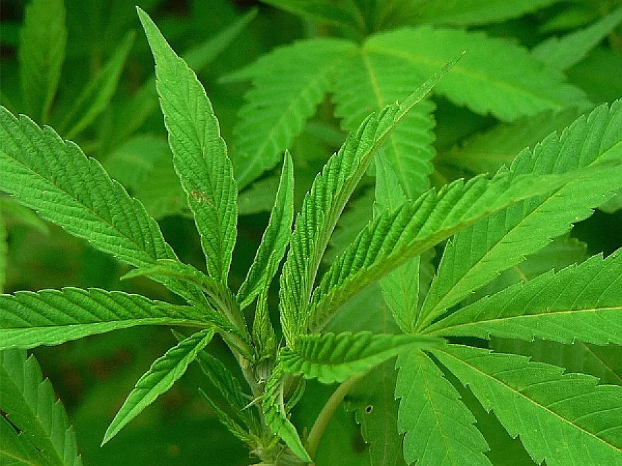 Изпепелиха над 4 тона канабис в Огражден планина