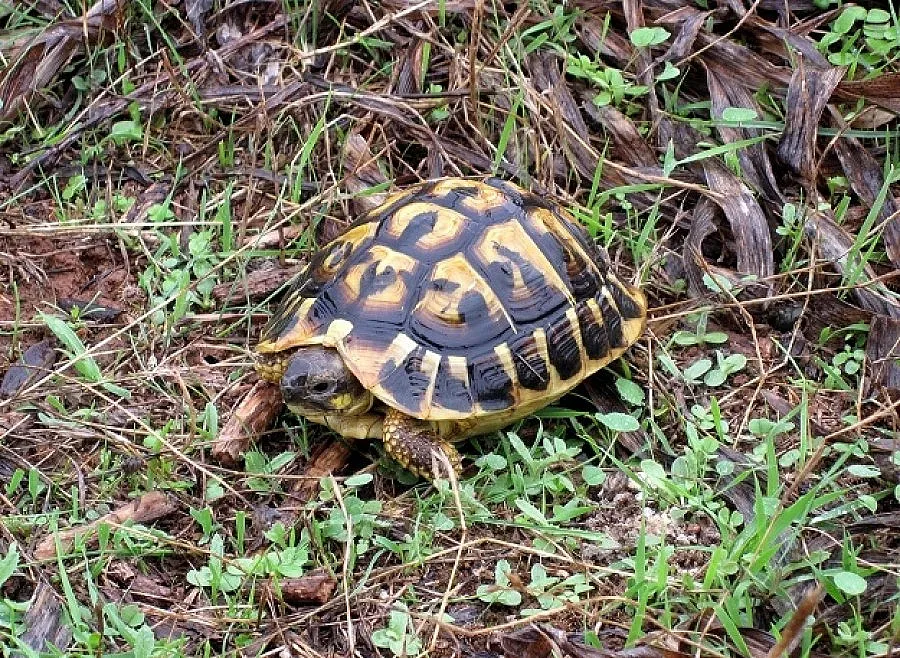 Спасиха от плен 700 редки костенурки