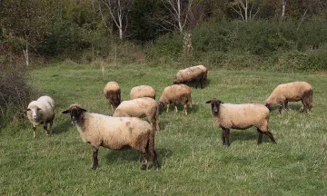 Полиция в Русе пази от бруцелозата 
