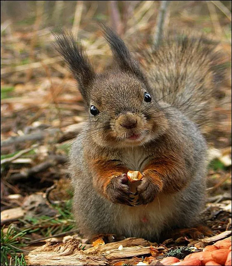 Катерици разнасят чума в Йосемити