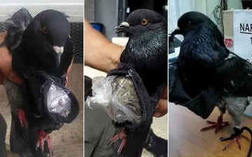 Хванаха гълъб наркотрафикант