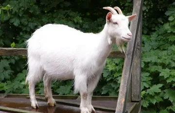 Заразените с бруцелоза вече са 28