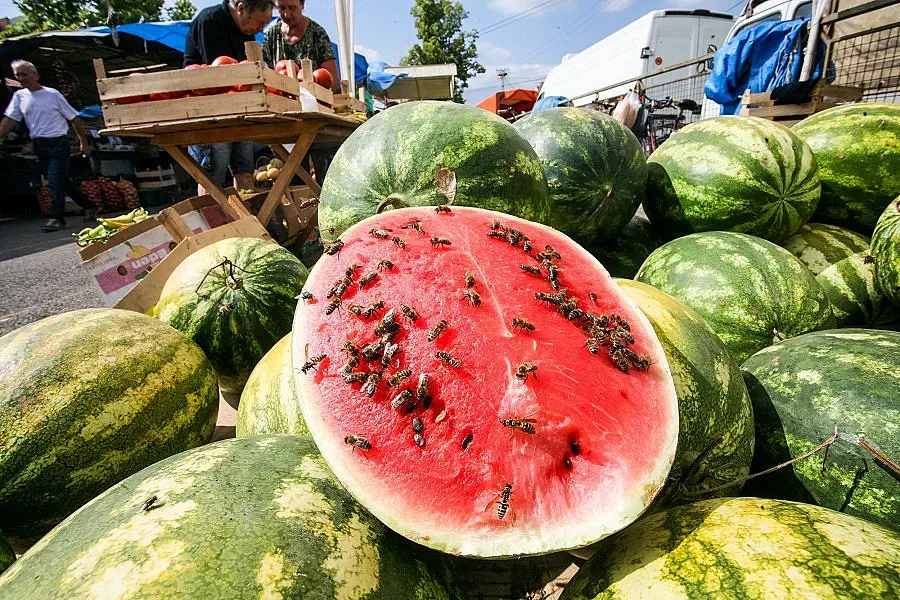 Изхвърляме близо 100 кг годна храна годишно