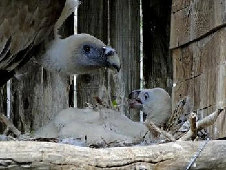 Първото бебе - белоглав лешояд в Стара планина се казва Мишел