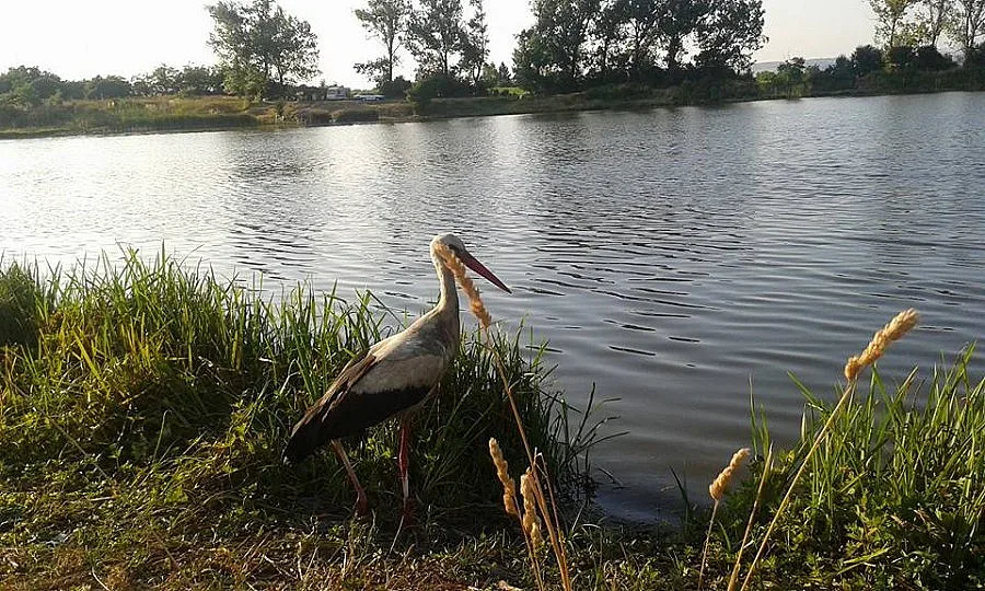 Звънят на  112 за щъркел в беда      