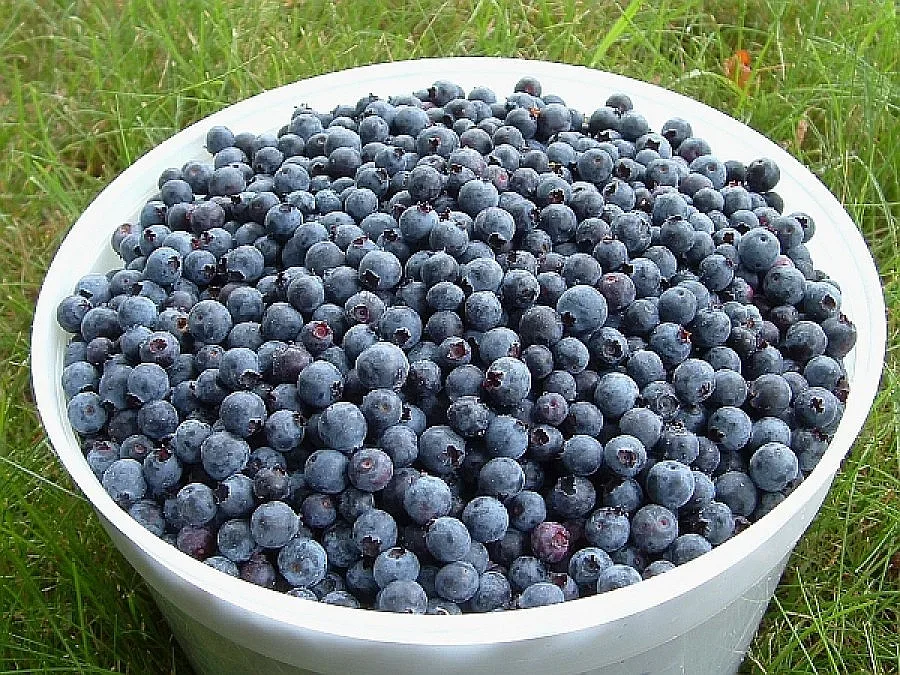 Излъгаха наши берачи на боровинки в Стокхолм