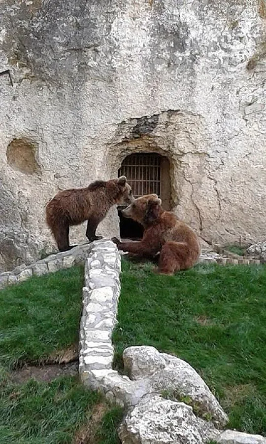 Укрепват огради заради мечката-беглец Виктория