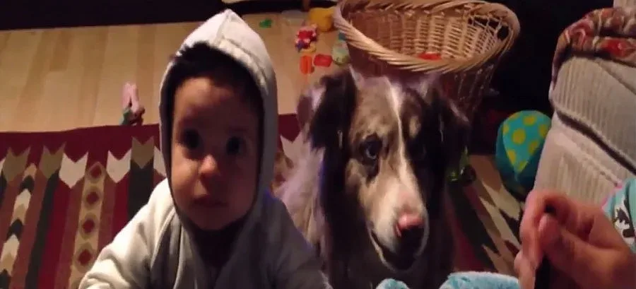 Куче проговори, за да получи храна (ВИДЕО)