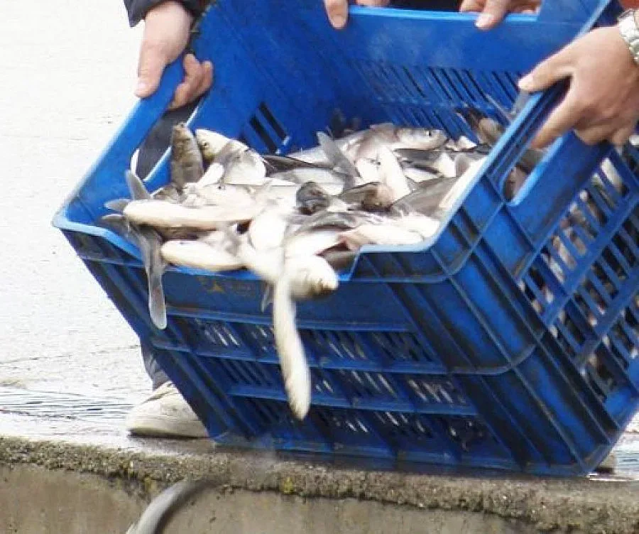 Храним гърците с риба на вересия