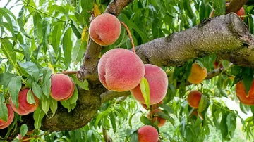 Допълнителни 4,5 милиона лева за производителите на праскови