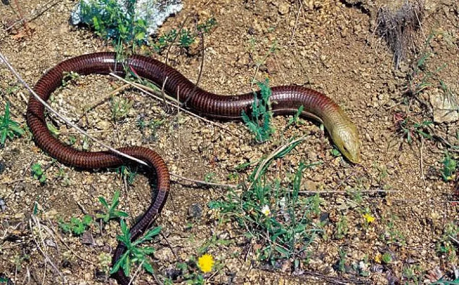 Гонят змии и гущери с миризливи дражета