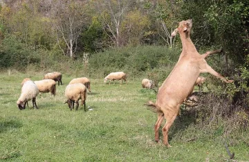 Умъртвиха болните от бруцелоза кози 