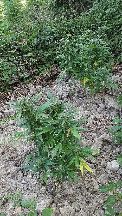 Поливат с мляко канабиса, за да е по-скъп