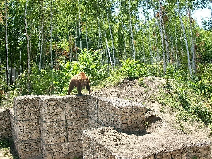 Плевенски мечок стана заврян зет