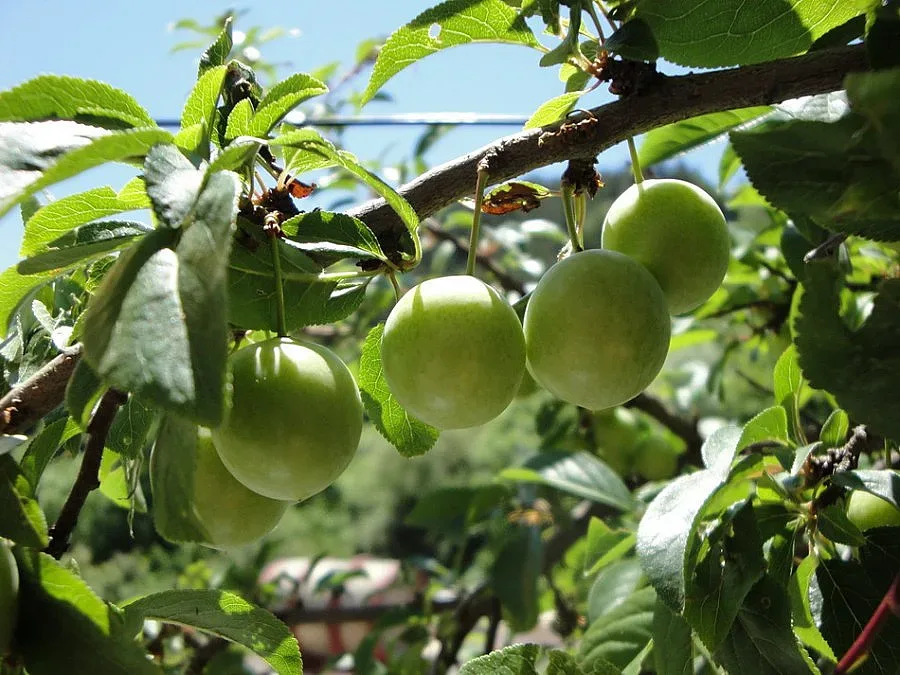 Убиха ром за две кофи с джанки